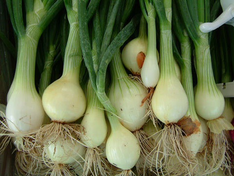 Spring Onions