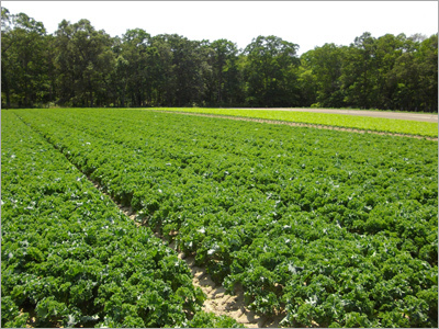 Agro Farming Services