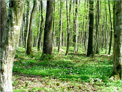 Agro Forestry Services