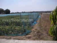 Anti Bird Net For Agriculture