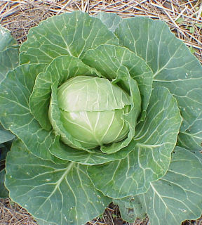Cabbage