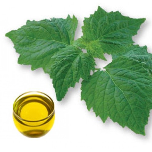 Patchouli Oil Purity: 100% Pure