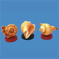 Red Mulli Shell Agarbathi Stand