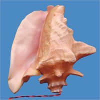 Pink Conch Shell