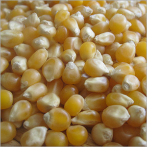 Maize Bran