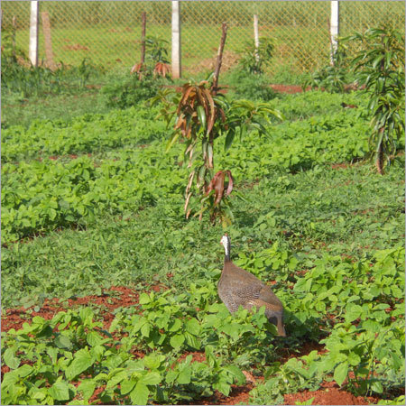 Guinea Fowl - Variable Age, Various Breeds | Well-Fed, Excellent Health, Large Quantity, Buy-Back Agreement, Economic Prices