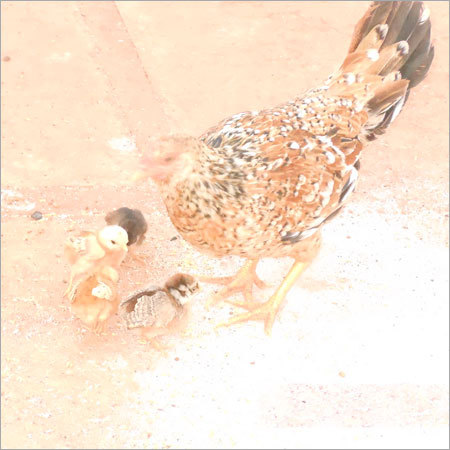 Berasa Chicken - Variable Age Country Chicken , High Quality Feeds, Hygienic Environment, Bulk Availability, Trustworthy Vendors