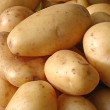 Potato