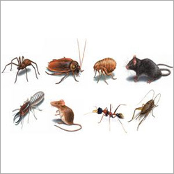 Pest Control Services