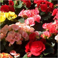 Greenhouse Consultancy Services
