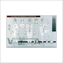 Anatomical Models