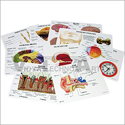 Anatomy Education Cards