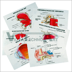 Anatomical Models Anatomy Transparencies
