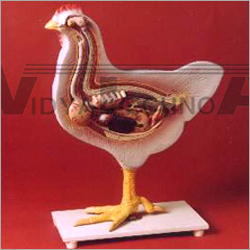 Chicken Model
