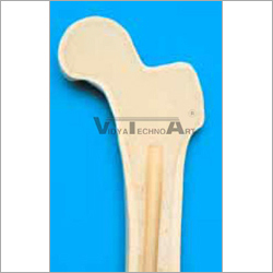 Bone And Joint Models