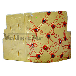 Osteon - Longitudinal Section