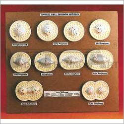 Animal Cell Mitosis Model