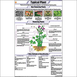 Typical Plant