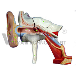 Ear Model