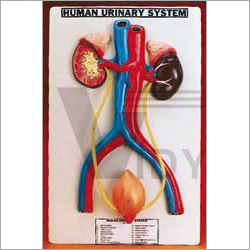 Human Urinary System