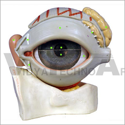 External Eye Structures