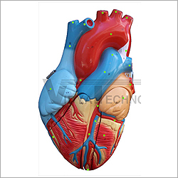 Heart Models