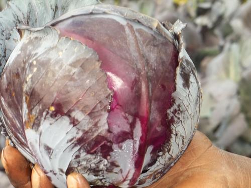 Red Cabbage