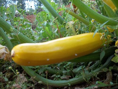 Fresh Yellow Squash