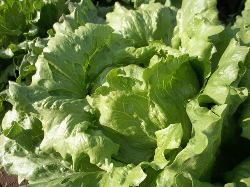 Green Leaf Lettuce