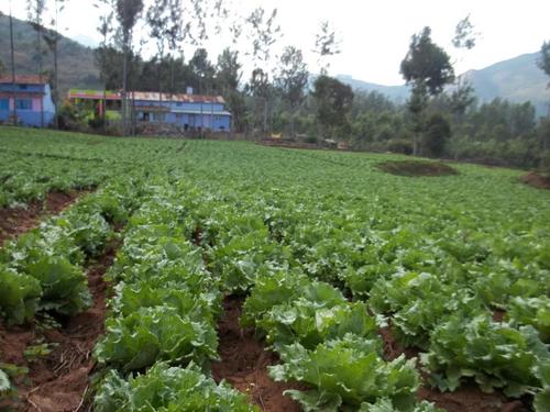 Iceberg Farm