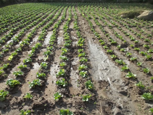 Farm