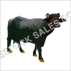 Indian Murrah Buffalo