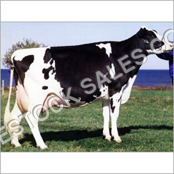Chimney cow