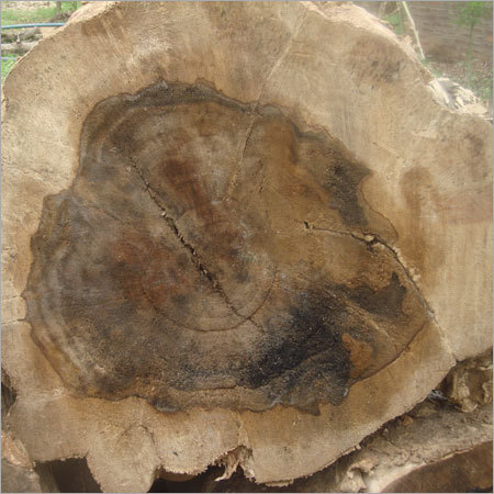 Inoculation of Agarwood Tree