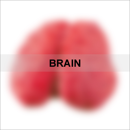 Brain
