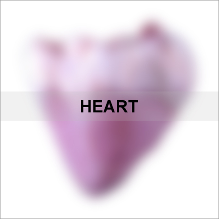 Heart