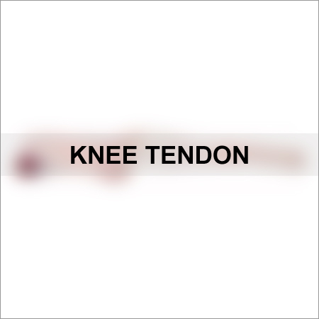 Knee Tendon