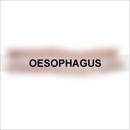 Oesophagus