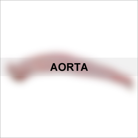 Aorta