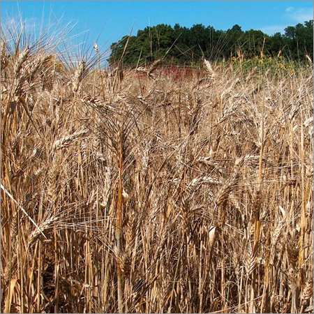 Wheat