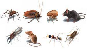 General Pest Control