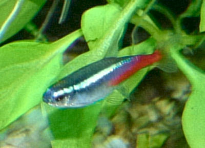  Fish Neon Tetra