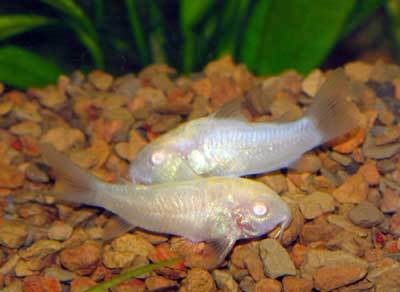 Fish Armored Catfish