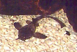 Fish Banjo Catfish