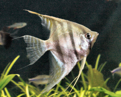 Altum Angelfish