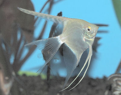 Angelfish(Silver)
