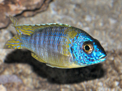 fish Aulonocara "Blue Gold" - 4 Inch Blue, Meaty Diet | Hardy, Easy Care, Active Swimmer, Sandy Habitat