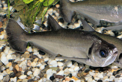 Aquarium Fresh Water Fish