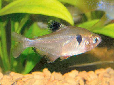 Fish Serpae Tetra