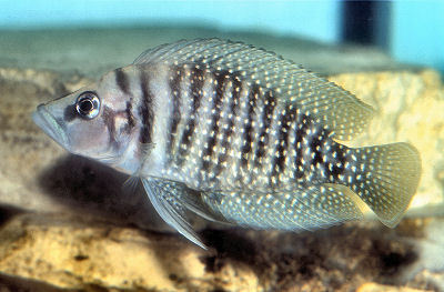 Fish White Pearly Calvus